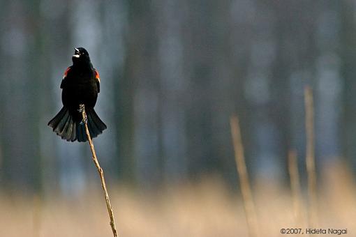 Red-Winged Blackbirds-03-09-07-rw-blackbird-2.jpg