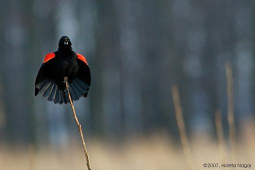 Red-Winged Blackbirds-03-09-07-rw-blackbird-3.jpg