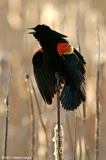 Red-Winged Blackbirds-03-10-07-rw-blackbird-1.jpg