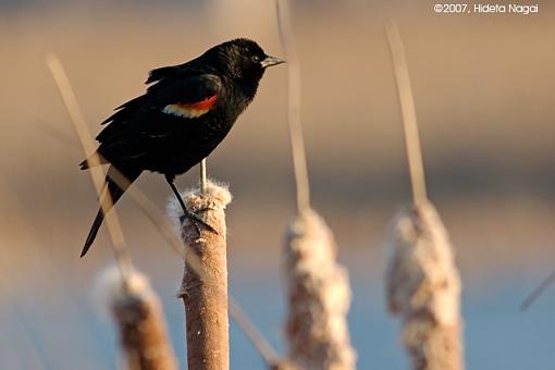 Red-Winged Blackbirds-03-10-07-rw-blackbird-3.jpg