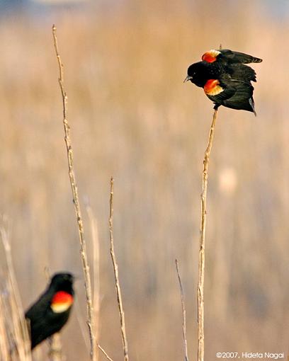 Red-Winged Blackbirds-03-10-07-rw-blackbird-4.jpg