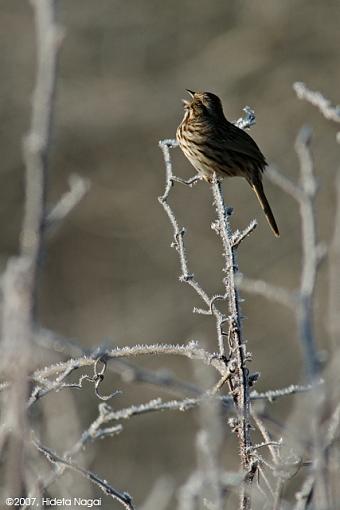 Frosty Morning-03-11-07-sparrow-1.jpg