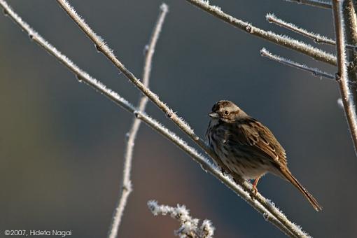 Frosty Morning-03-11-07-sparrow-2.jpg