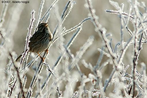 Frosty Morning-03-11-07-sparrow-3.jpg