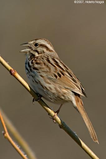 Frosty Morning-03-11-07-sparrow-4.jpg