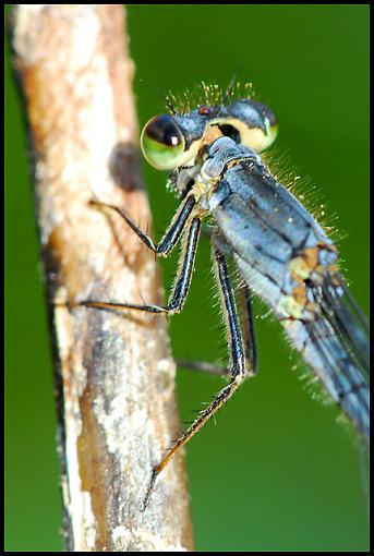 Damsel Fly @ 280mm-damsel_1.jpg