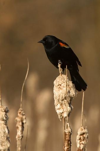 Red Wing Blackbirds-dsc_0042_400_web.jpg