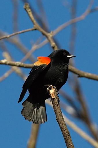 Red Wing Blackbirds-dsc_0037_400_web.jpg