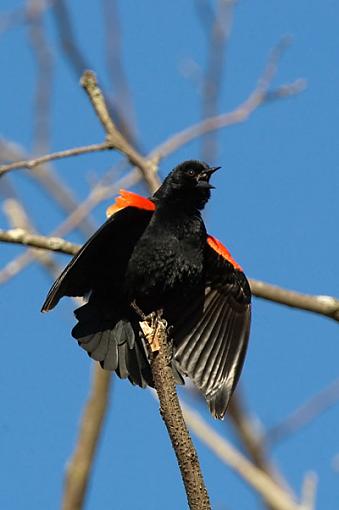 Red Wing Blackbirds-dsc_0031_400_web.jpg