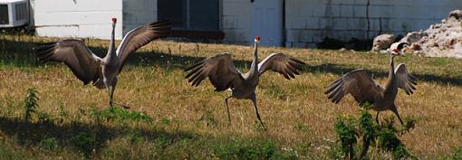 The Funny Bird Shots-dancin.jpg