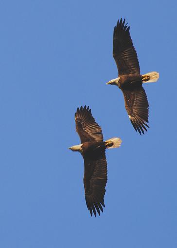 soaring pairs-eagles-soaring.jpg