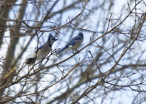 Sick Day-blue-jay-04.jpg