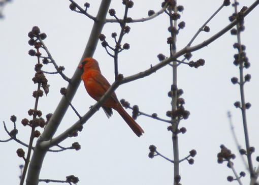 Sick Day-cardinal-02.jpg