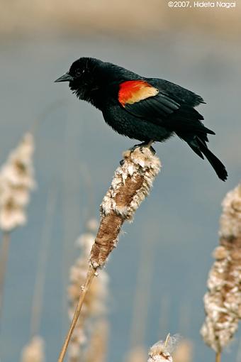 Red-Winged Blackbirds-03-13-07-rwblackbird-1.jpg