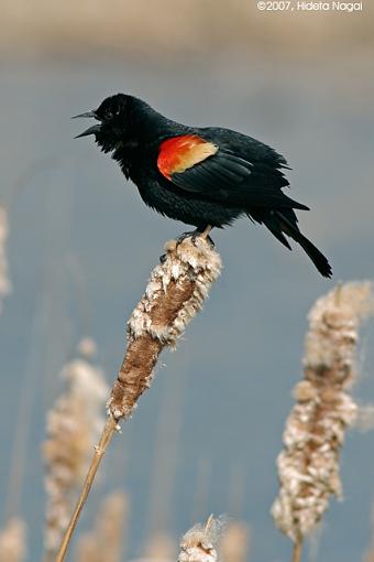 Red-Winged Blackbirds-03-13-07-rwblackbird-2.jpg