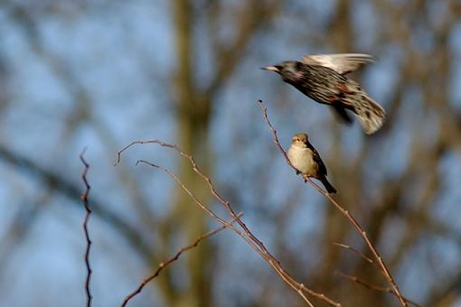 The Funny Bird Shots-funnies-8.jpg