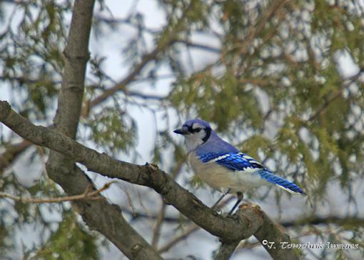 Blue Jay again - Getting closer-blue-jay-05.jpg