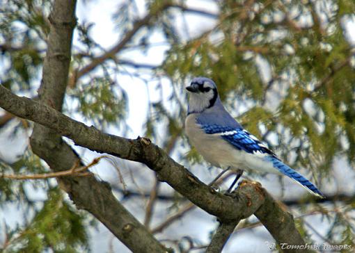 Blue Jay again - Getting closer-blue-jay-06.jpg