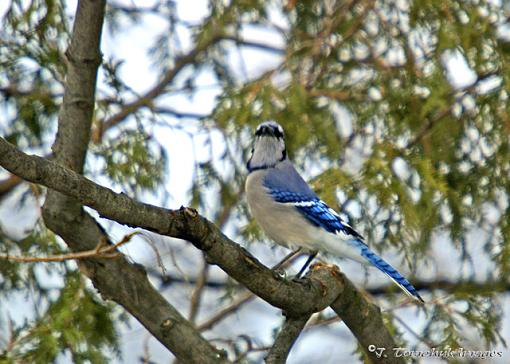 Blue Jay again - Getting closer-blue-jay-07.jpg