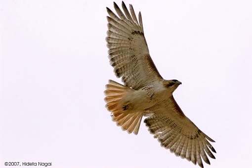 Too Far, Too Close!  Ah, Nature at its Finest!-03-15-07-close-call-hawk-3.jpg