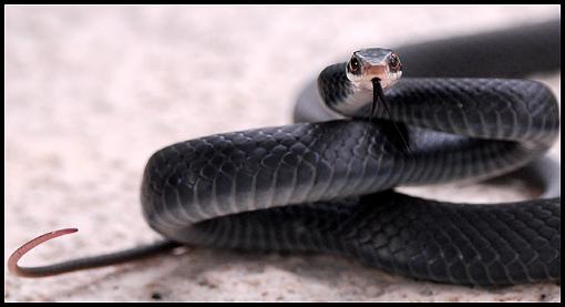 Feisty Black Racer-black_racer_1.jpg