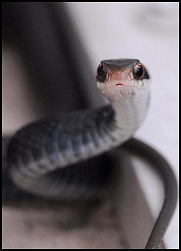 Feisty Black Racer-black_racer_2.jpg