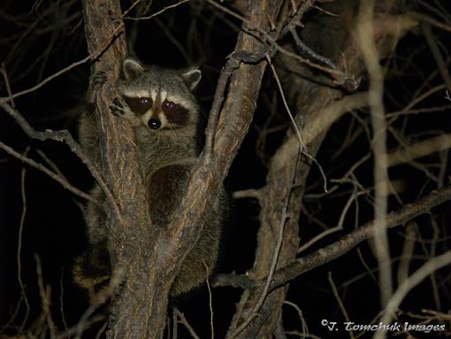 Glowing animal eyes.-raccoon-after.jpg