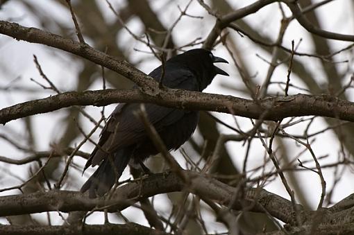 Raven and Young Coopers Hawk-dsc_0005_web_400.jpg