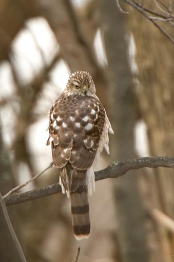 Raven and Young Coopers Hawk-dsc_0116_web_400.jpg