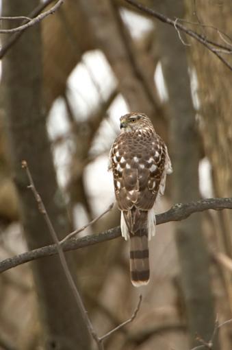 Raven and Young Coopers Hawk-dsc_0123_web_400.jpg