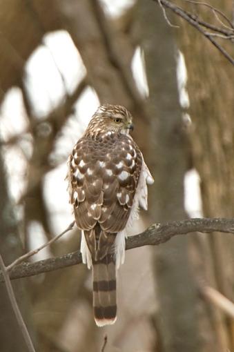 Raven and Young Coopers Hawk-dsc_0145_web_400.jpg