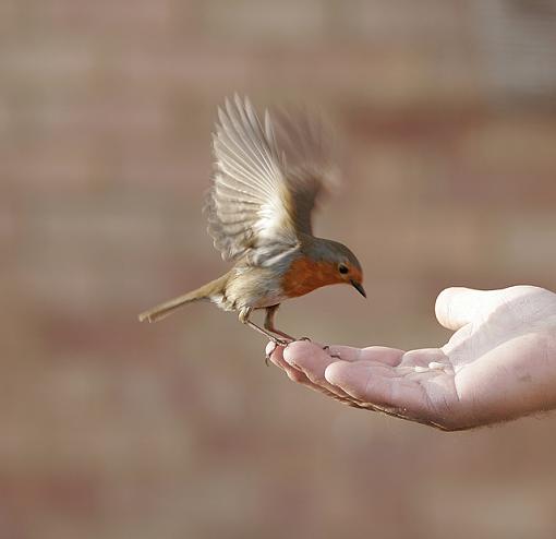Little bird, big heart.-forum-chip-h5.jpg