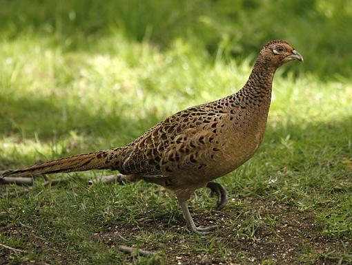 Dinner for one.-pheasant-1.jpg