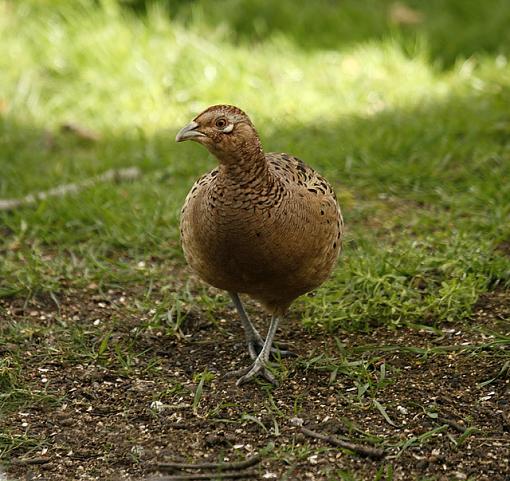 Dinner for one.-pheasant-3.jpg