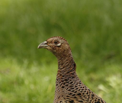 Dinner for one.-forum-pheasant.jpg