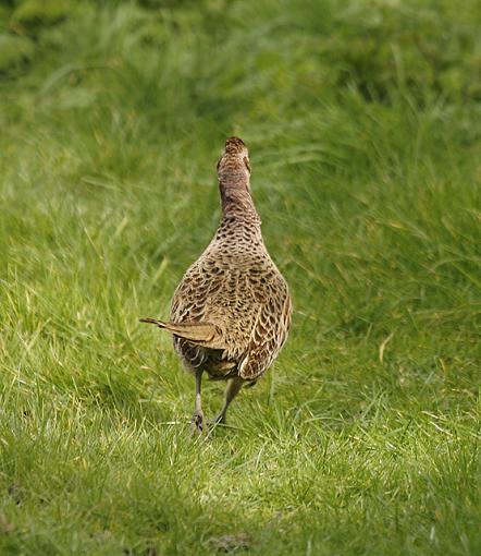 Dinner for one.-pheasant-4.jpg