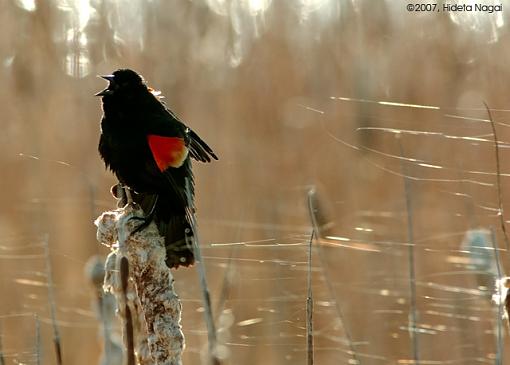 Red-Winged Blackbirds-03-20-07-rw-blackbird-1.jpg