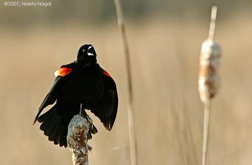 Red-Winged Blackbirds-03-20-07-rw-blackbird-2.jpg