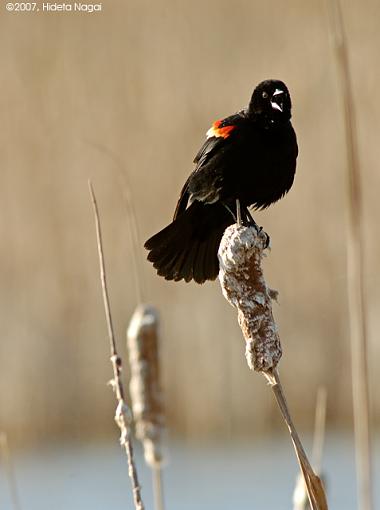 Red-Winged Blackbirds-03-20-07-rw-blackbird-3.jpg