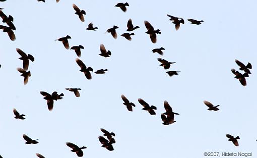 Red-Winged Blackbirds-03-20-07-flock-2.jpg