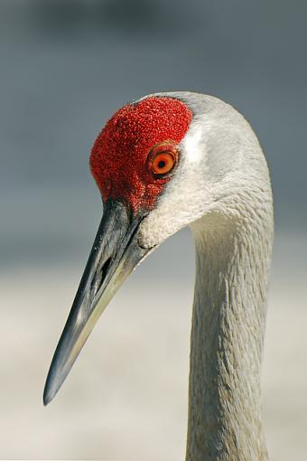 a couple from today-good-sandhill.jpg