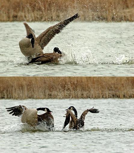 When Geese Attack-03-22-07-geese-sequence-1.jpg