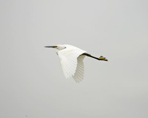 More Egret and Oyster catchers-forum-erin.jpg