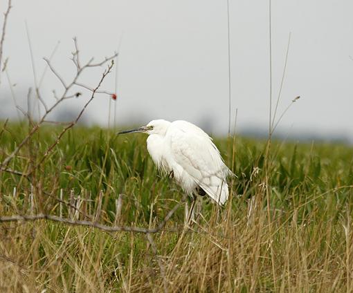 More Egret and Oyster catchers-forum-erin-2.jpg