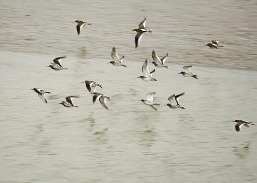 More Egret and Oyster catchers-forum-oyster-catchers.jpg