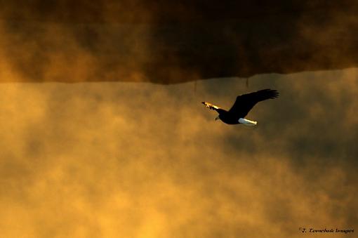 Bald Eagle from above-view-above-resize.jpg