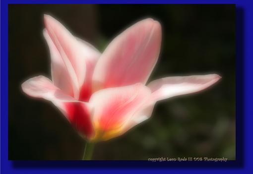 some flowers from Daffodil Hill-resized-74.jpg