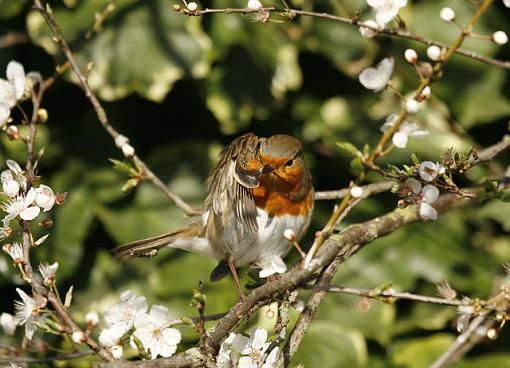 Aerobic Robin.-forum-4.jpg