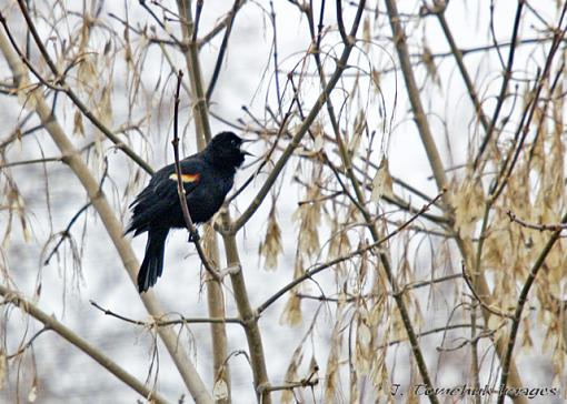 little guys from the backyard-red-winged-blackbird.jpg