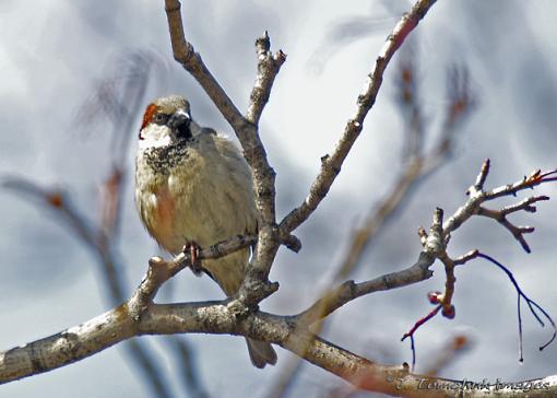 little guys from the backyard-sparrow2.jpg